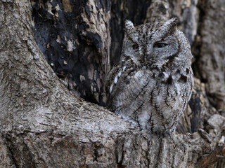 Eastern Screech Owl  Sitting in a Tree Hole in Early Spring, Portrait