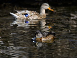 Female Ring-necked Duck with Reflection Swimming in Early Spring