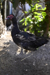 Pato de corral