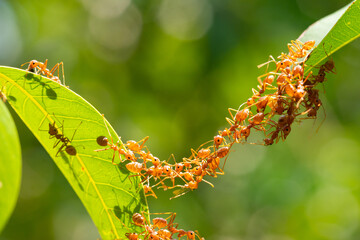 Ant action standing.Ant bridge unity team,Concept team work together Red ant,Weaver Ants (Oecophylla smaragdina), Action of ant carry food