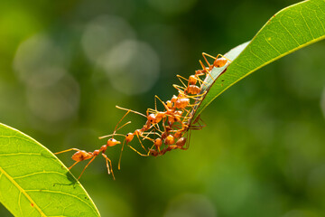 Ant action standing.Ant bridge unity team,Concept team work together Red ant,Weaver Ants...