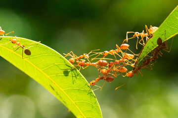 Ant action standing.Ant bridge unity team,Concept team work together Red ant,Weaver Ants...