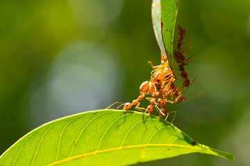 Ant action standing.Ant bridge unity team,Concept team work together Red ant,Weaver Ants (Oecophylla smaragdina), Action of ant carry food