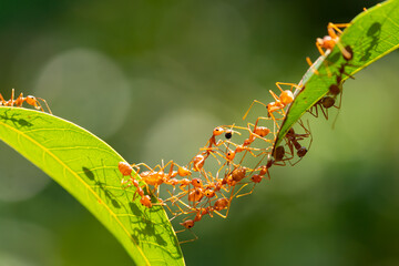 Ant action standing.Ant bridge unity team,Concept team work together Red ant,Weaver Ants (Oecophylla smaragdina), Action of ant carry food - Powered by Adobe
