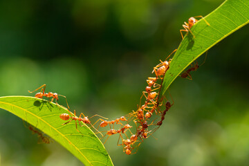 Ant action standing.Ant bridge unity team,Concept team work together Red ant,Weaver Ants (Oecophylla smaragdina), Action of ant carry food