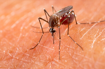 Aedes aegypti Mosquito. Close up a Mosquito sucking human blood,