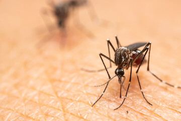 Aedes aegypti Mosquito. Close up a Mosquito sucking human blood,