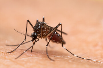 Aedes aegypti Mosquito. Close up a Mosquito sucking human blood,