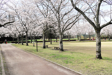 美しい満開のソメイヨシノが咲き誇る忠元公園