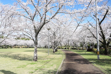 忠元公園の満開の桜が咲く道