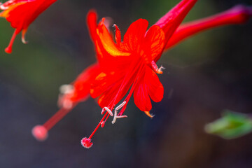 red flower