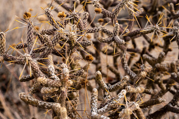 Yellow Spines Of Dry Pencil Cholla