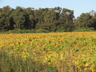 field of yellow flowers