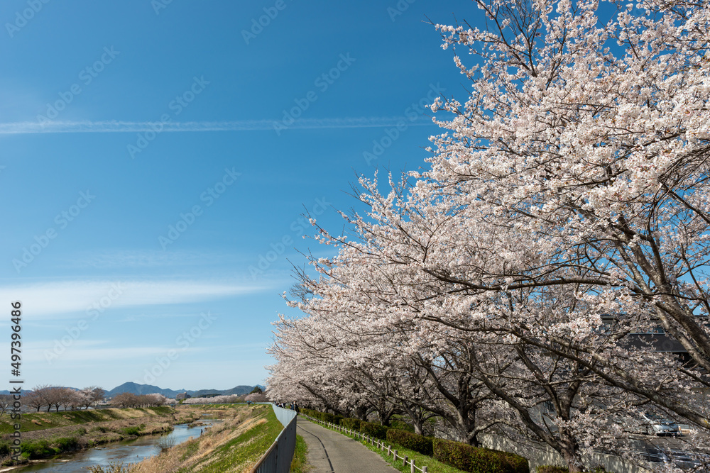 Sticker view of full blooming of cherry blossom along muko river in sanda city, hyogo, japan