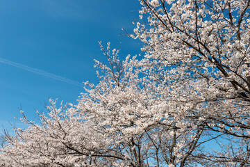 View of full blooming of cherry blossom along Muko river in Sanda city, Hyogo, Japan