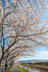View of full blooming of cherry blossom along Muko river in Sanda city, Hyogo, Japan