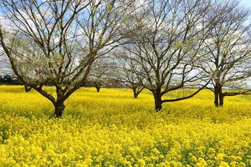 菜の花群生　癒しの春　渡良瀬の風景