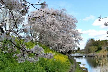 川沿いを美しいく彩る桜の花　菜の花　風景