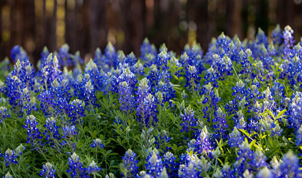 Blooming bluebonnets