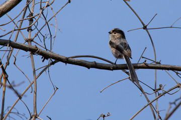 long-tailed tit on dry branch in early Spring