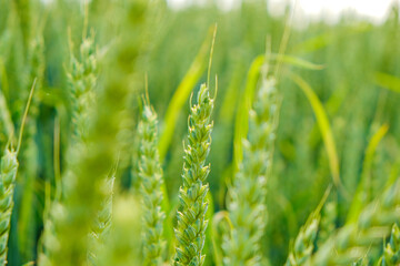 Fototapeta na wymiar Green wheat. Wheat field . Production of flour products. Green ears. Spikelets of wheat close-up. 