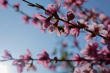 branches of a blossoming spring peach tree on a blurred background