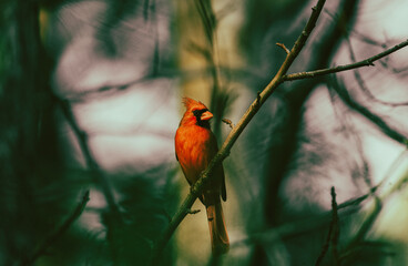 Red Cardinal 