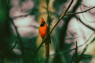 Red Cardinal 