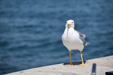 Seagull on the sea side