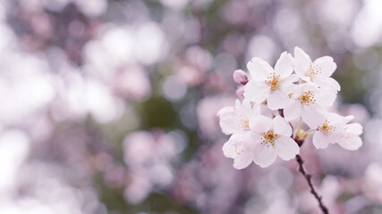 キラキラ桜は一年生