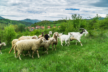 landscape with sheeps