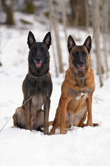 Naklejka premium Two obedient Belgian Shepherd Malinois dogs with chain collars sitting on a snow in winter forest