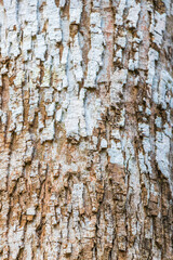 Obraz premium Tropical tree bark texture in natural jungle Mexico.