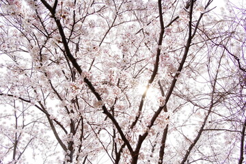 明石城公園の桜