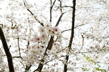 Fototapeta premium 明石城公園の桜