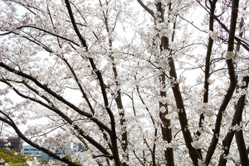明石城公園の桜