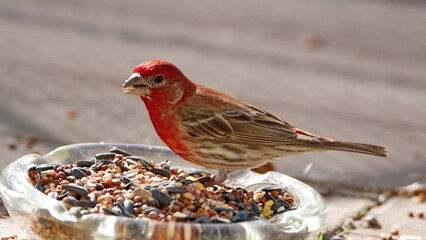 House finch (Haemorhous mexicanus) eating bird seed on a patio in a backyard in Panama City, Florida, USA