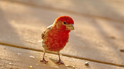 House finch (Haemorhous mexicanus) eating bird seed on a patio in a backyard in Panama City, Florida, USA