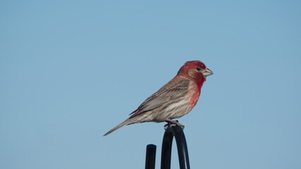 House finch (Haemorhous mexicanus) perched on a post in a backyard in Panama City, Florida, USA