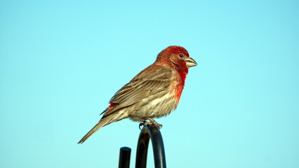 House finch (Haemorhous mexicanus) perched on a post in a backyard in Panama City, Florida, USA