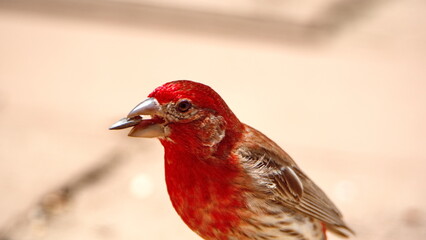 House finch (Haemorhous mexicanus) eating bird seed on a patio in a backyard in Panama City, Florida, USA