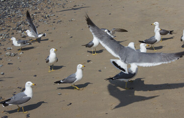 Seagulls gathering on the beach