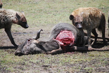 Hiena - Masai mara - Kenia - obrazy, fototapety, plakaty