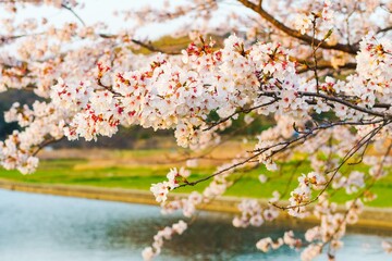 水辺に咲く桜