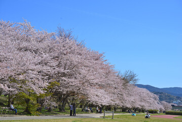 さくら　三重県伊勢市宮川堤にて（2022年）