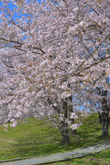 さくら　三重県伊勢市宮川堤にて（2022年）