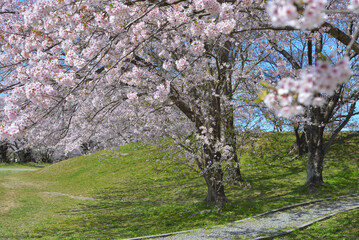 さくら　三重県伊勢市宮川堤にて（2022年）