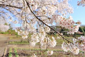 桜