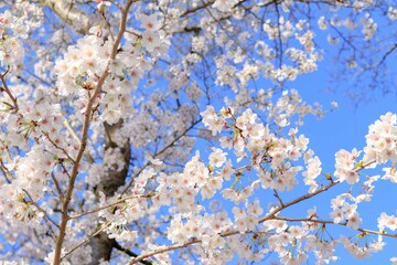 桜