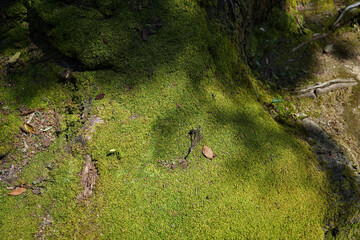 木漏れ日の射すきれいな緑のコケの上に小さな杉の枯葉